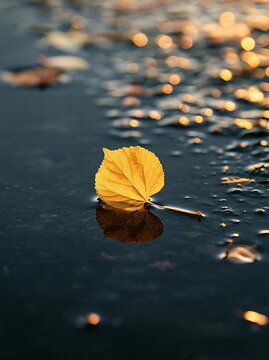 Close-up of a single yellow leaf lying on the surface of a body of water. the leaf is in the center of the image, with its stem and leaves visible.