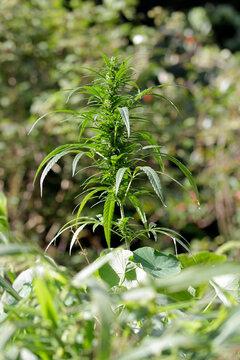 cannabis sativa var. sativa im bioanbau