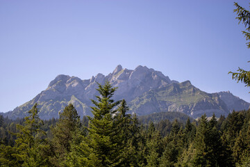 Fototapeta premium Rocky mountain peaks rising above dense evergreen forest under clear blue sky