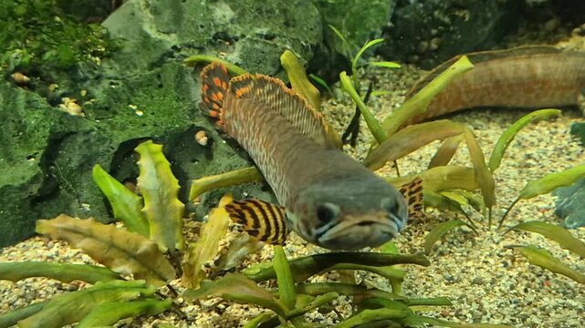 Snakehead fish swimming in a planted freshwater aquarium with green aquatic vegetation, rocks, and sand bed