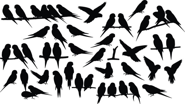 A collection of various parakeet bird silhouettes in different poses perched with silhouettes
