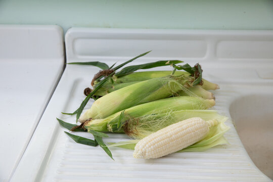 Silver queen corn on white metal counter
