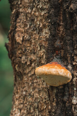 Tree bracket fungus growing on rough bark in forest macro © Наталия Чернова