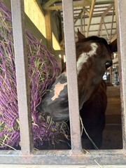 horse eating hay from a purple mesh net inside a stable  © Juli