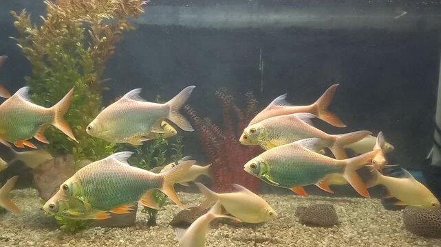 School of silver fish swimming in clear aquarium water with aquatic plants during soft ambient light