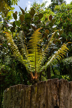 Fern growing on a tree stump in Bogota, Colombia