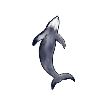 Watercolor humpback whale swimming up isolated on white

