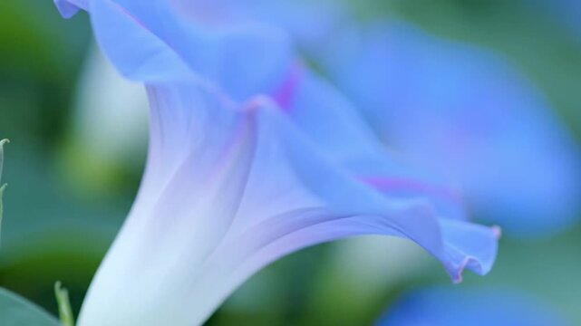 Macro shot of a blooming blue morning glory flower in a garden with soft focus highlighting the delicate petals and trumpet shape against a blurred green natural background.