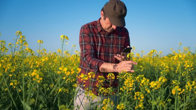 Farmer in a plaid shirt and cap inspects a blooming canola field while using a smartphone, blending traditional fieldwork with modern agricultural technology under a bright blue sky. 4K.