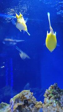 Exotic Yellow Horned Boxfish Pair Swimming in Clear Water Aquarium
