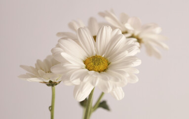 Fototapeta premium Smoke selected soft focus cream beige white Chamomile, chrysanthemums; aster, gerbera Flower bud. Neutral gray background