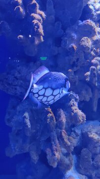 Close Up of Colorful Clown Triggerfish Swimming in Saltwater Reef Tank