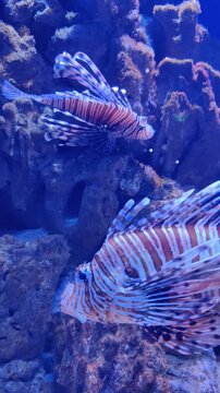 Group of Lionfish Swimming Near Rocky Reef in Clear Blue Water