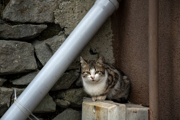 cat on the wall © sevcan