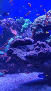 Clownfish and Blue Tang Swimming Among Coral Reef in Tropical Aquarium