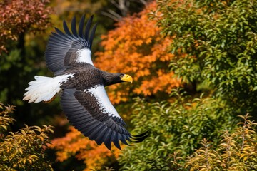 Fototapeta premium Steller sea eagle glides through air with wide black, white wings. Large predator flies over colorful autumn forest with orange foliage. Majestic raptor shows powerful flight, sharp beak near green