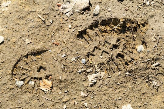 Human footprints in dry sandy soil