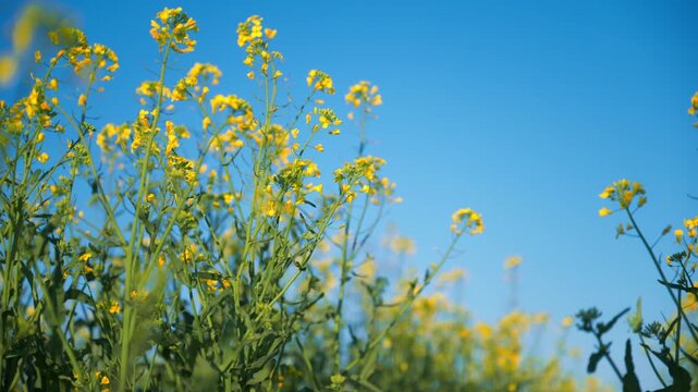 Blooming rapeseed crops seen from ground level under bright sky, fresh agricultural landscape and seasonal growth, 4K