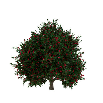 Japanese Camellia