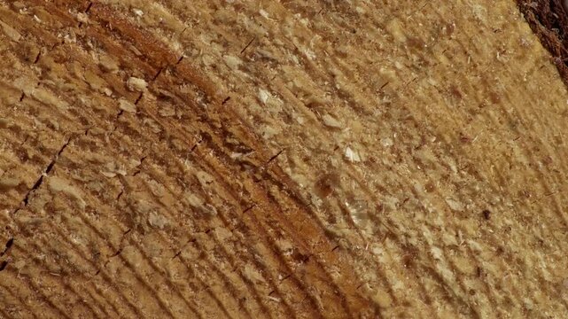 Macro view of tree trunk rings slowly ascending to reveal wood texture