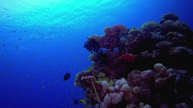 Tropical Seascape Coral Reef Marine. Reef coral scene. Coral garden seascape. Colourful tropical reefs. Vibrant coral garden.