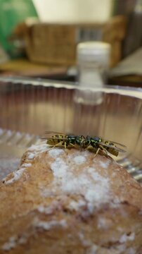 Two yellowjackets crawl and feed closely on top of a sugary pastry. The macro perspective captures their striped patterns and insect behavior on sweet food during the summer months.