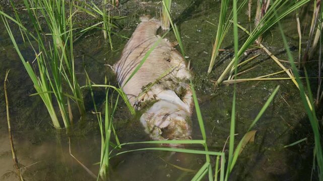 A large dead fish carcass lies decomposing among green marsh reeds and aquatic weeds in murky wetland water. Concept of ecological decay, environmental balance, and biological lifecycle.