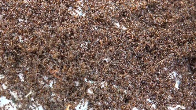 Ant colony swarms across the forest floor, showing dense movement and active insect behavior. Brown arthropods cover the ground in a busy natural scene with collective motion and texture.