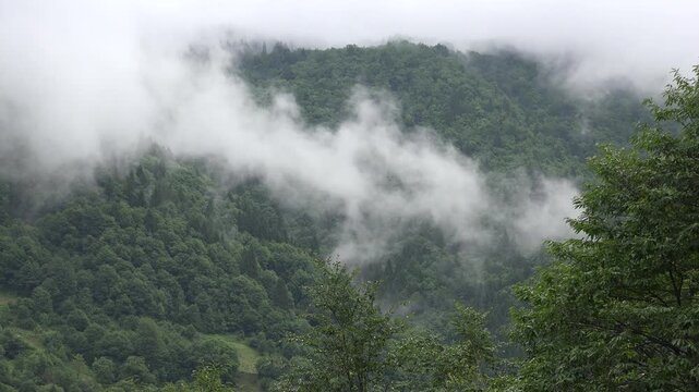 Mist drifts through forested hills, covering woodland slopes with cool moisture and soft haze. Humid air and cloud fragments wrap green trees, creating a temperate scene with atmospheric depth.