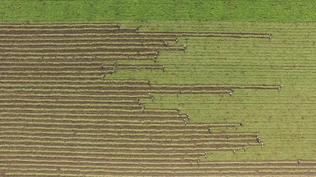 Workers harvest crops across sunlit farmland, creating ordered rows and strong agricultural rhythm. Manual labor and cultivated fields form a productive rural scene with golden texture and purpose.