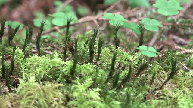 Bright moss covers damp rock on the forest floor, creating soft texture in humid woodland. Bryophytes form a lush green cushion across stone surface with close natural detail and moisture.