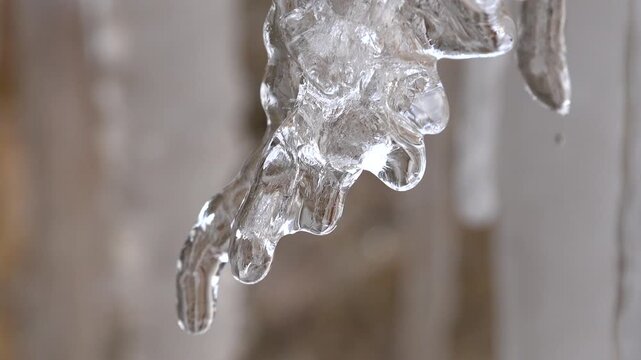 Melting icicle releases clear droplets, showing transparent thaw along a cold frozen surface. Dripping formation glistens in winter air as pure water falls from delicate seasonal ice.