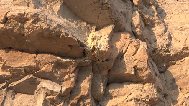 Petrified wood specimen reveals ancient tree structure preserved in stone with visible texture. Silicified fossil plant material shows prehistoric detail, mineralization, and geologic history.