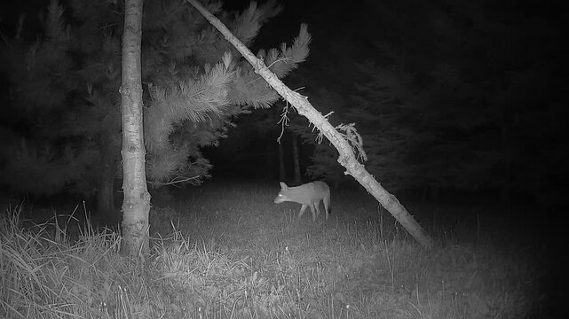 At night, an infrared trail camera captures a coyote wandering through a forest clearing in search of food. Its eyes glow as it hesitates before continuing through the surrounding pine forest.