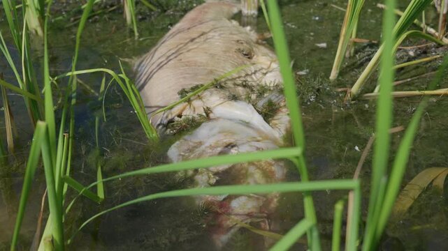 A detailed close-up shot of a dead fish carcass decomposing among green reeds in murky pond water. Concept of ecological damage, water pollution, and aquatic environmental crisis.