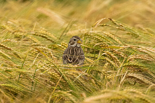 Corn Bunting Sits On Wheat