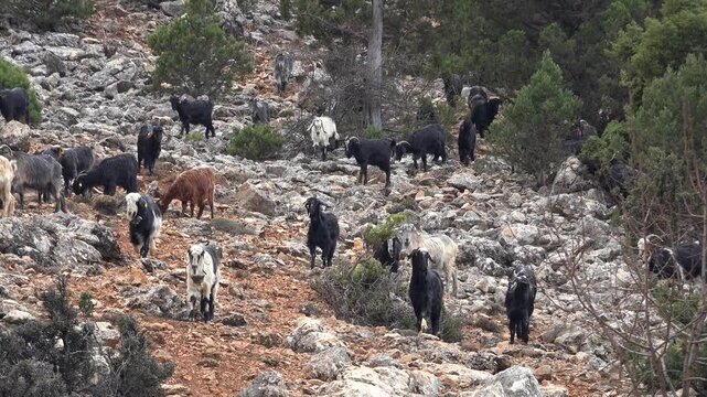 Domestic goats descend mountain hillside through woodland edge, pasture, rocks, and scrub. Mixed caprines move downslope across rural grazing terrain, showing hardy herd behavior.