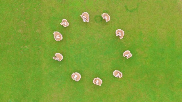 Dancers performing synchronized traditional choreography in a circle