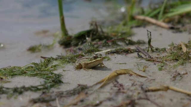 A small green frog rests quietly on wet sand beside water weeds and algae under natural daylight. Concept of wildlife conservation, wetland biodiversity, and ecological preservation.
