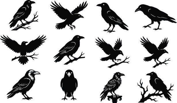 Set of black crow silhouettes in various poses perfect for spooky halloween decorations and gothic design projects