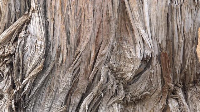Old juniper trunk shows fibrous layered bark with brown gray texture and vertical camera move. Cracked wood surface reveals ancient tree strength natural detail timeless organic pattern.