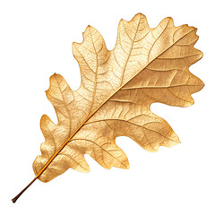 Fototapeta premium Detailed Golden Dried Oak Leaf Isolated on White Background