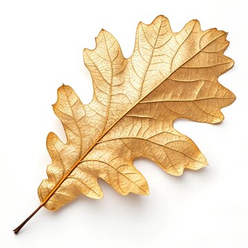 Detailed golden oak leaf isolated on a white background