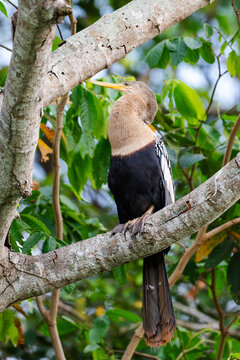 Vertical view of an anhinga perched in a Pantanal riverside tree