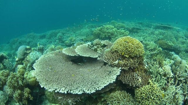 Delicate corals thrive on a shallow, healthy reef in the Derawan Islands of East Kalimantan, Indonesia. This scenic archipelago harbors spectacular marine biodiversity and is a vacation destination.