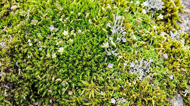 Top View Close-Up of Green Moss and Alpine Tundra Vegetation with Tiny Wildflowers and Lichen Growing on Rocky Ground