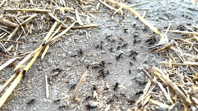 A macro stock video shot from above of an ant colony working intensively on the ground and carrying food back to their nests.