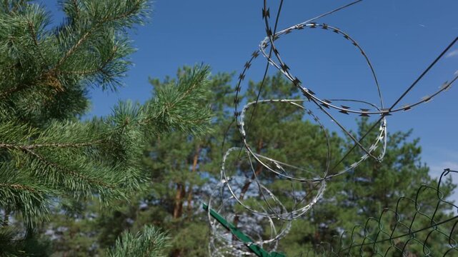 Razor wire fence coils stretch along a border in front of green pine trees under a clear sky. Concept of perimeter security, border control, and boundary protection.