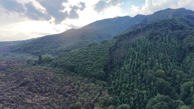 Aerial view of contrasting landscapes showing deforested area on the left and lush green forest on the right, with mountains and cloudy sky in the background highlighting environmental changes