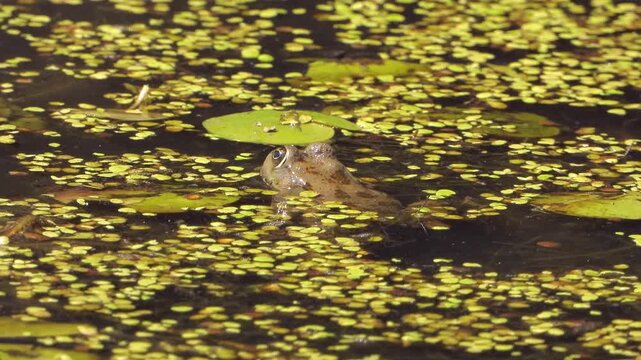 Frog among water lentils in swamp shows brown camouflage, wetland habitat amphibian detail. Marsh rests on duckweed covered surface, natural freshwater scene quiet pond environment.